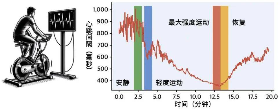 星欧平台注册:1分钟测心脏性猝死风险?这个新指标用手表就能测
