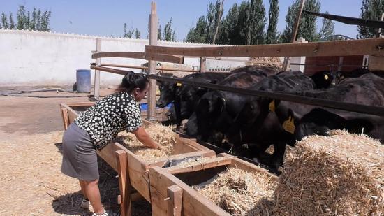 星欧平台官方：牛肉价格大跳水，养一头亏五千